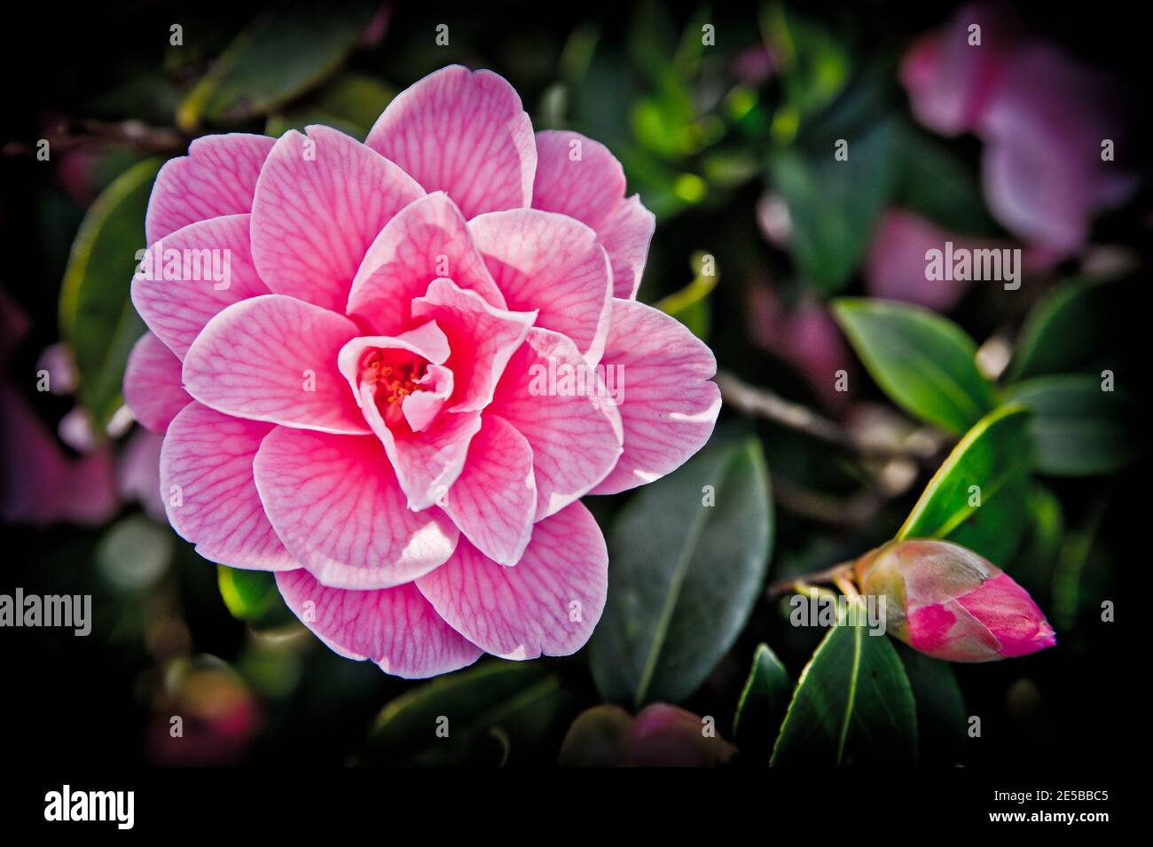 Camellia, le camellias, est un genre de plantes à fleurs de la famille des Theaceae. Ils se trouvent en Asie orientale et méridionale, de l'Himalaya est t Banque D'Images