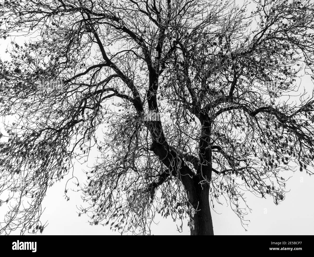 Vue d'hiver de l'arbre recouvert de givre en noir et blanc À Crich, dans la vallée de l'Ambre, dans le Derbyshire Peak District Angleterre Royaume-Uni Banque D'Images
