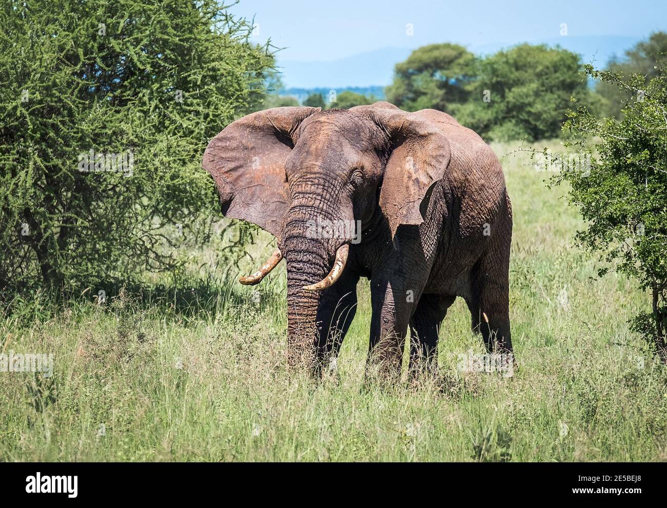 Portrait d'éléphant de brousse solitaire jeune dans le Parc national de Tarangire, Tanzanie. Éléphant de savane africaine - le plus grand animal terrestre vivant. Animal Banque D'Images