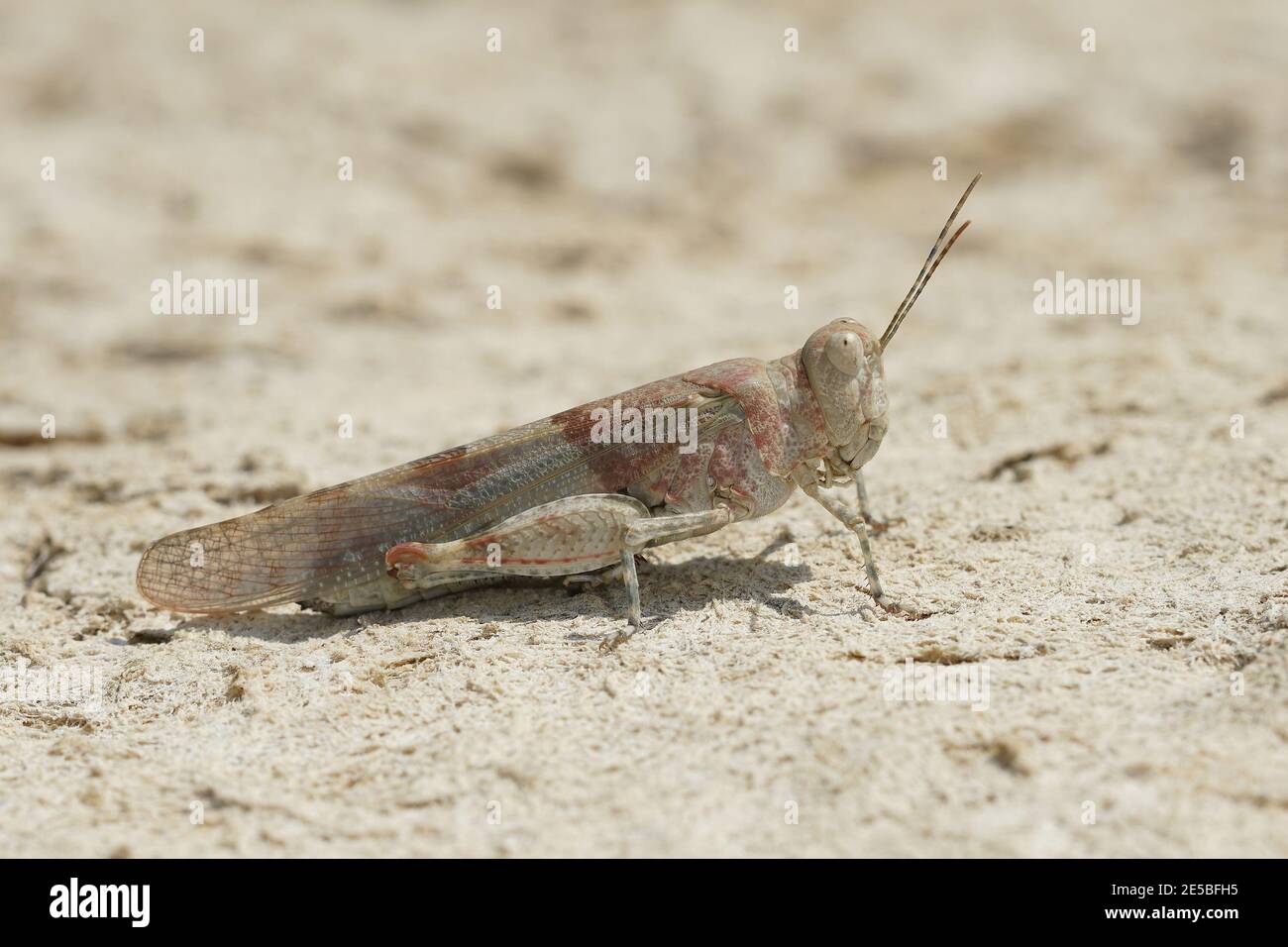 Gros plan d'un criquet bleu, Sphingonotus caerulans au soleil Banque D'Images