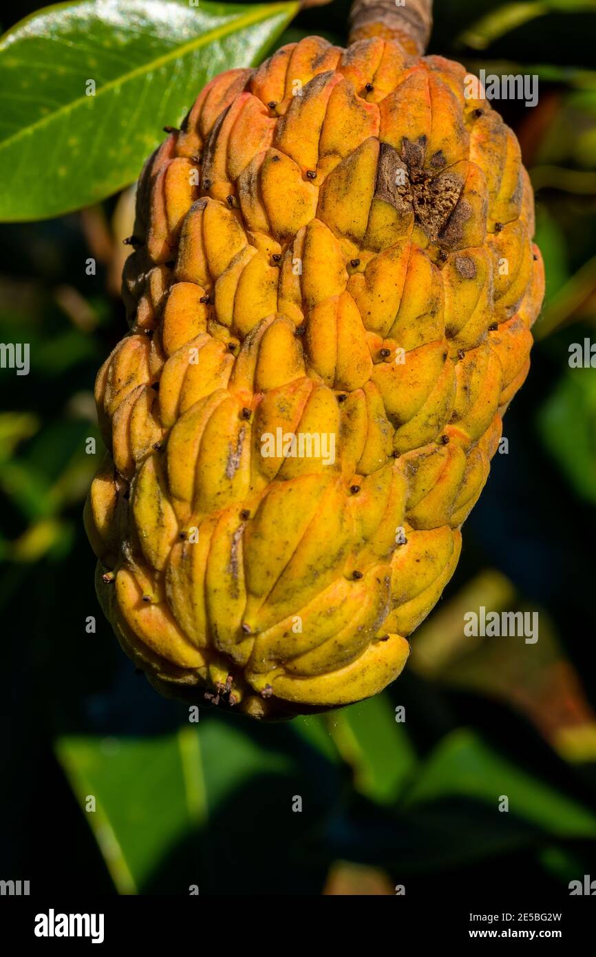 Vue rapprochée des fruits Magnolia Banque D'Images