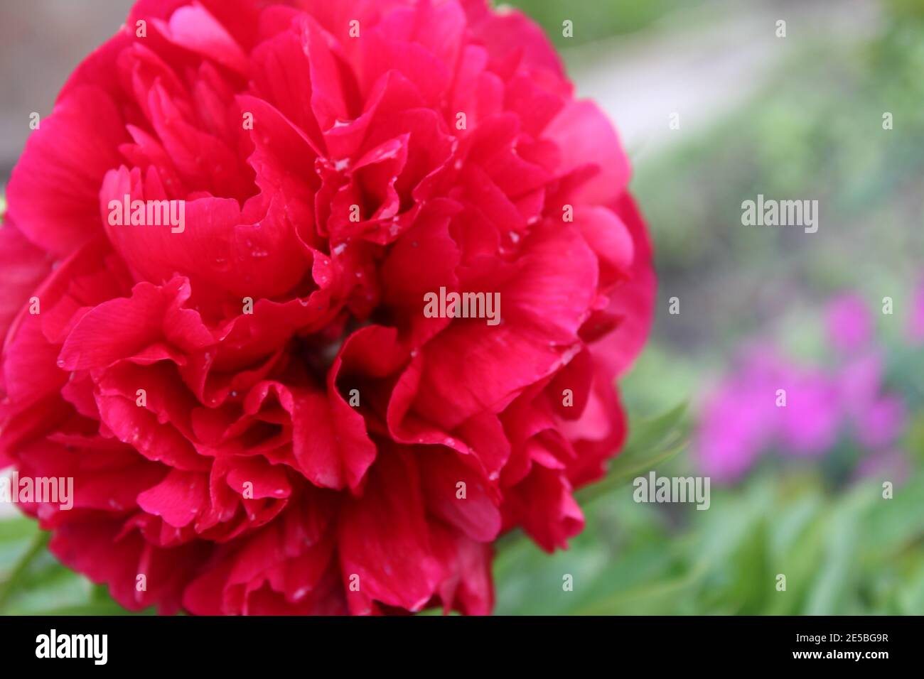 arrière-plan fleurs grand pivoine rouge sur le lit sont grand plan. Banque D'Images