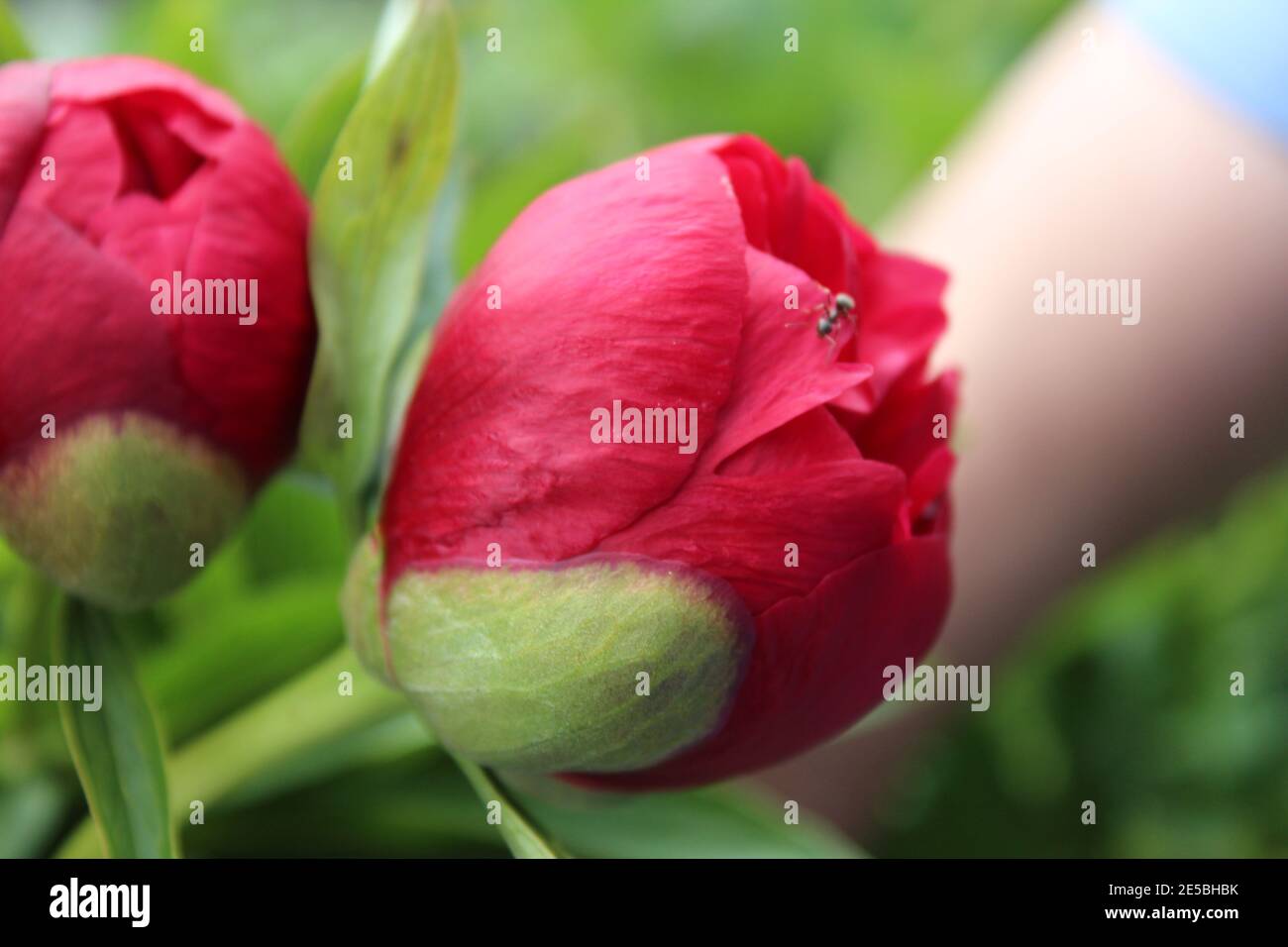 arrière-plan fleurs grand pivoine rouge sur le lit sont grand plan. Banque D'Images