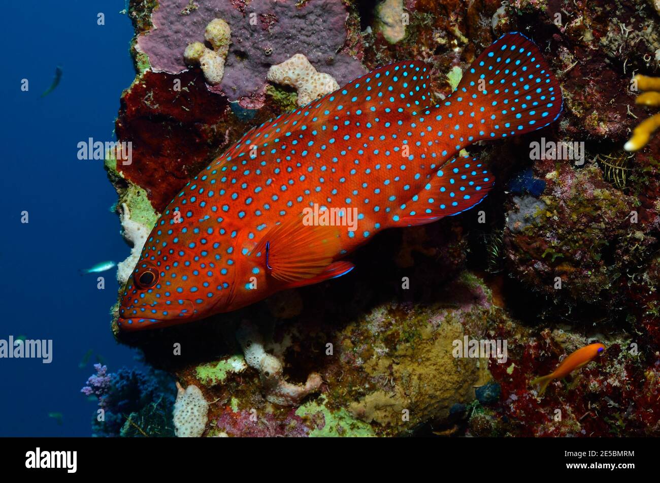 Cephalophalis miniata, écorce de corail, mérou de corail, Juwelenbarsch, Juwelen-Zackenbarsch, Plage de Coraya, Rotes Meer, Ägitten, Mer Rouge, Egypte Banque D'Images