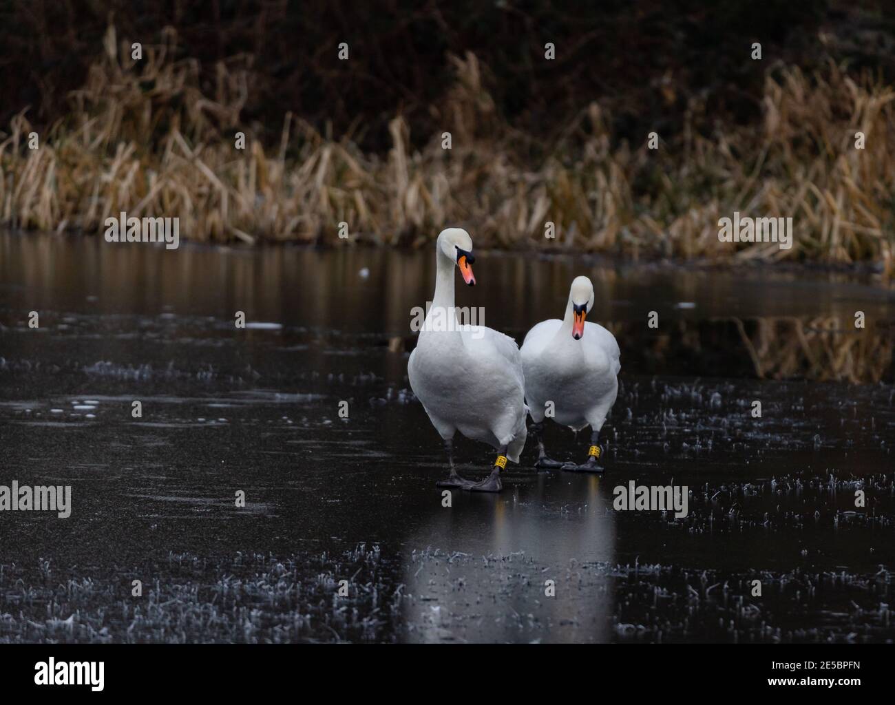 Une paire de cygnes muets adultes traversant un lac gelé. Banque D'Images