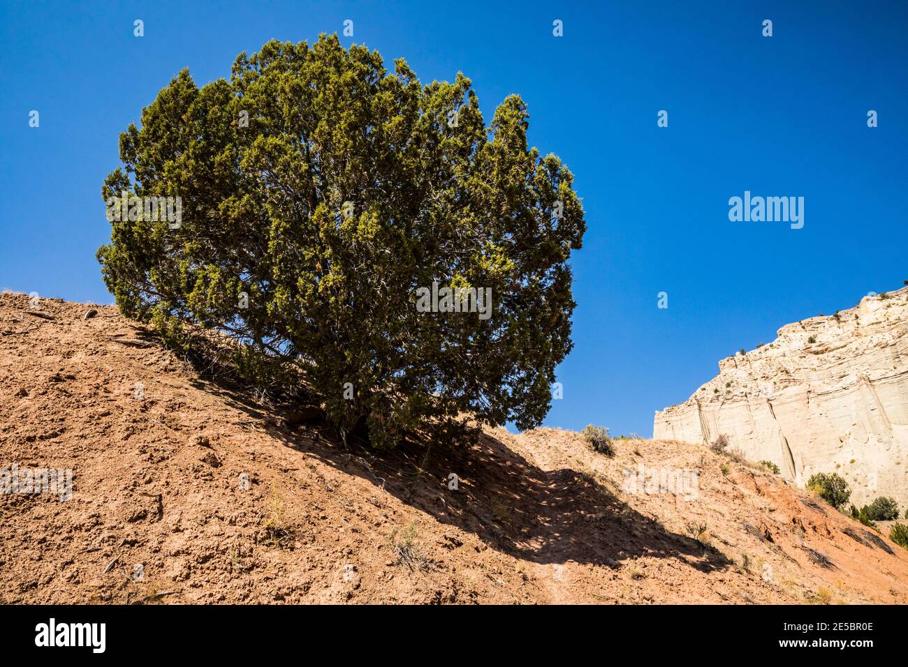 Juniper Tree et Sky. Parc régional KODACHROME Basin, Utah, États-Unis. Banque D'Images