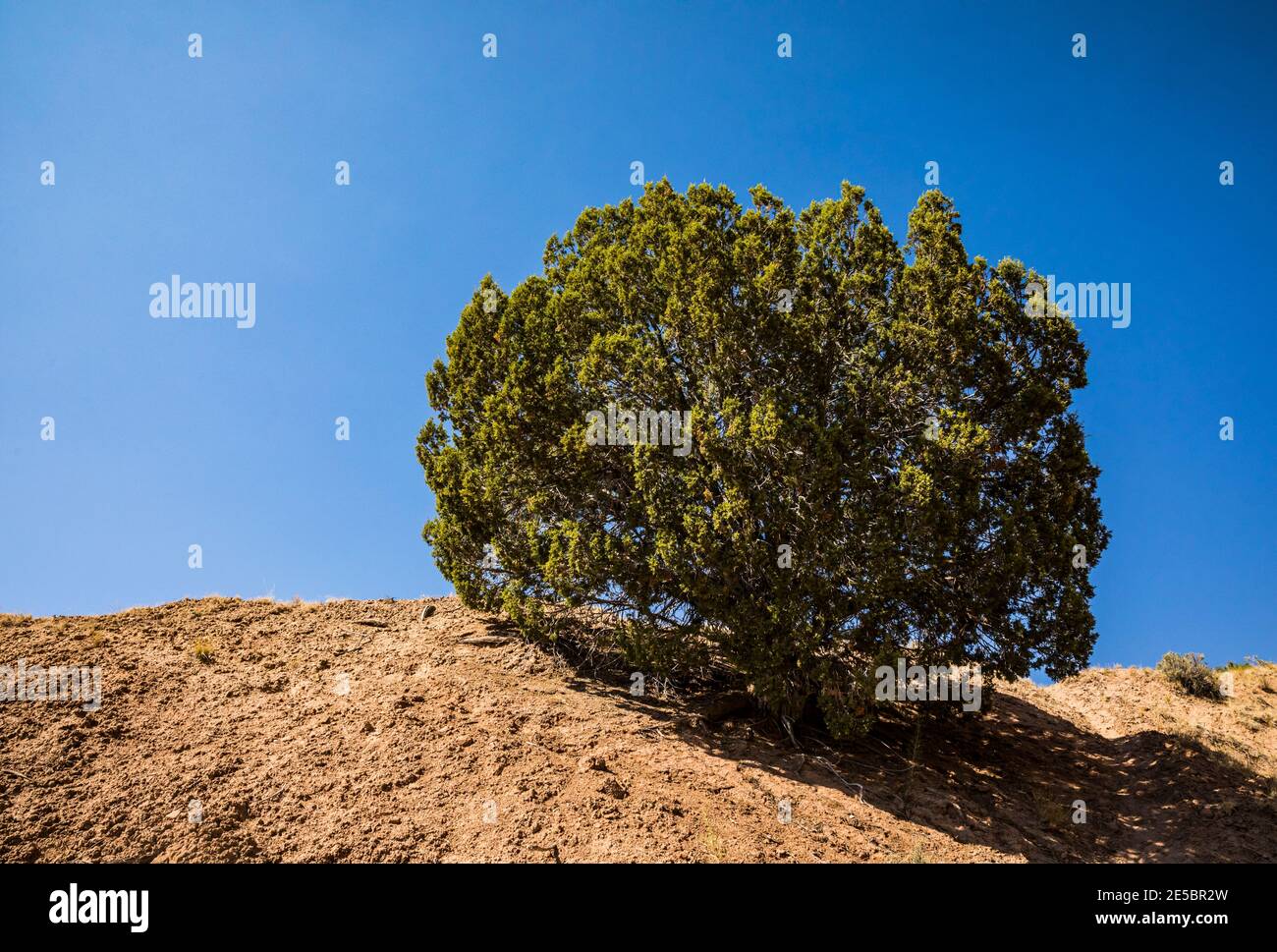 Juniper Tree et Sky. Parc régional KODACHROME Basin, Utah, États-Unis. Banque D'Images
