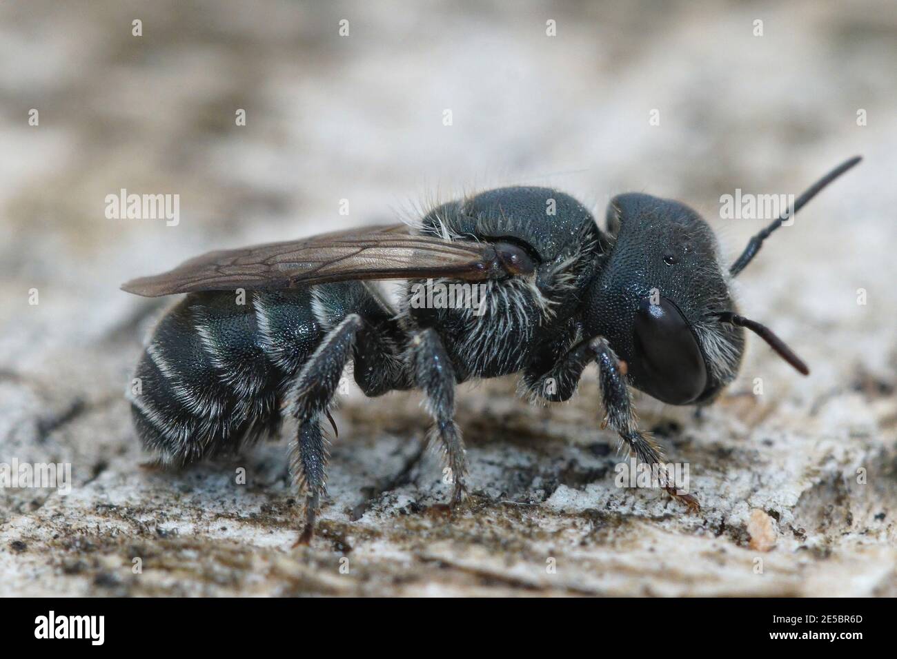 Gros plan d'une abeille mason bleu fémal, Osmia caerulescens Banque D'Images