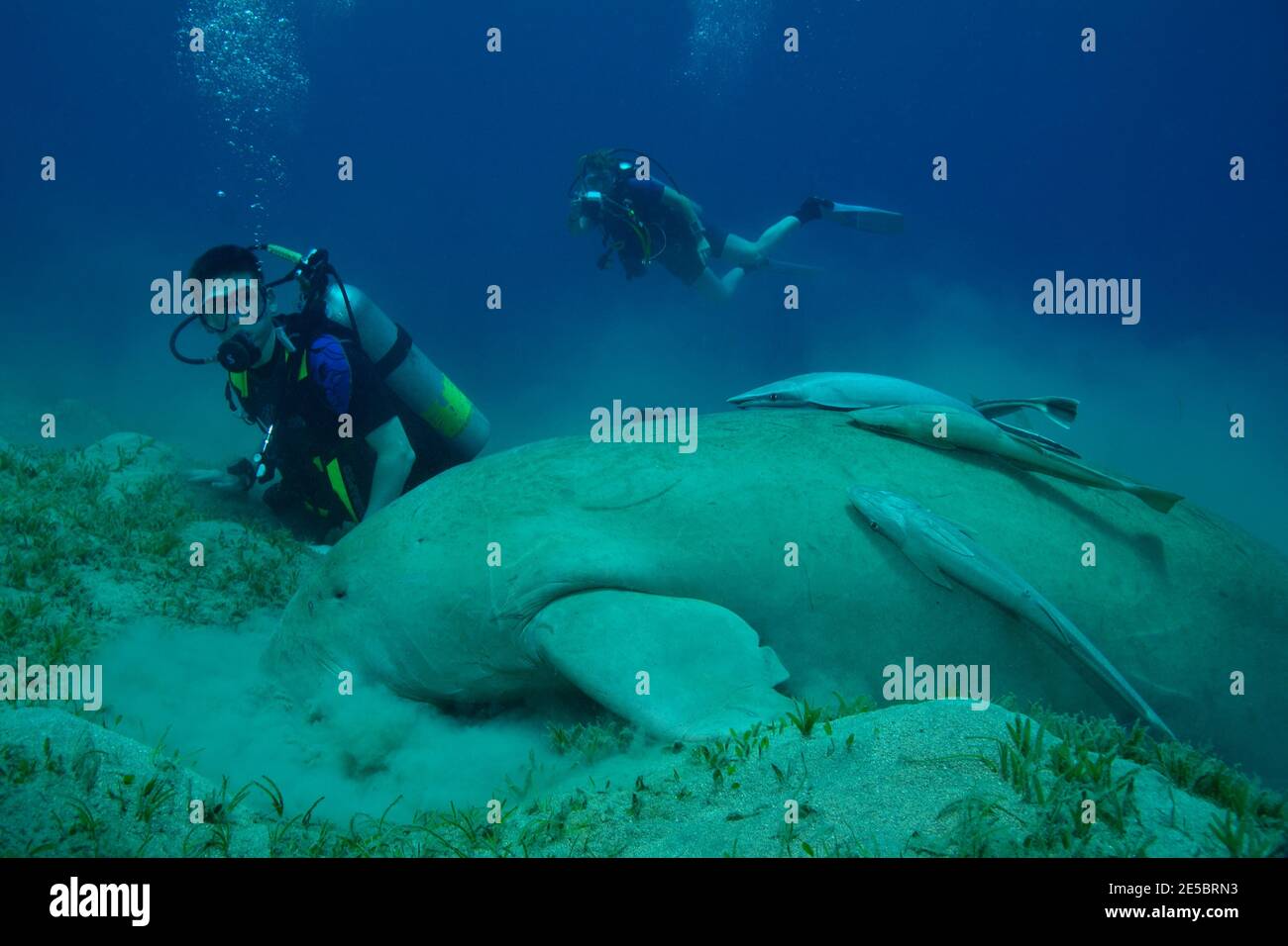 Dugong dugon, dugong, Gabelschwanzseekuh, Echeneis naucrates, remora, Gestreifter Schiffshalter, Coraya Beach, Rotes Meer, Ägitten, Mer Rouge, Egypte Banque D'Images