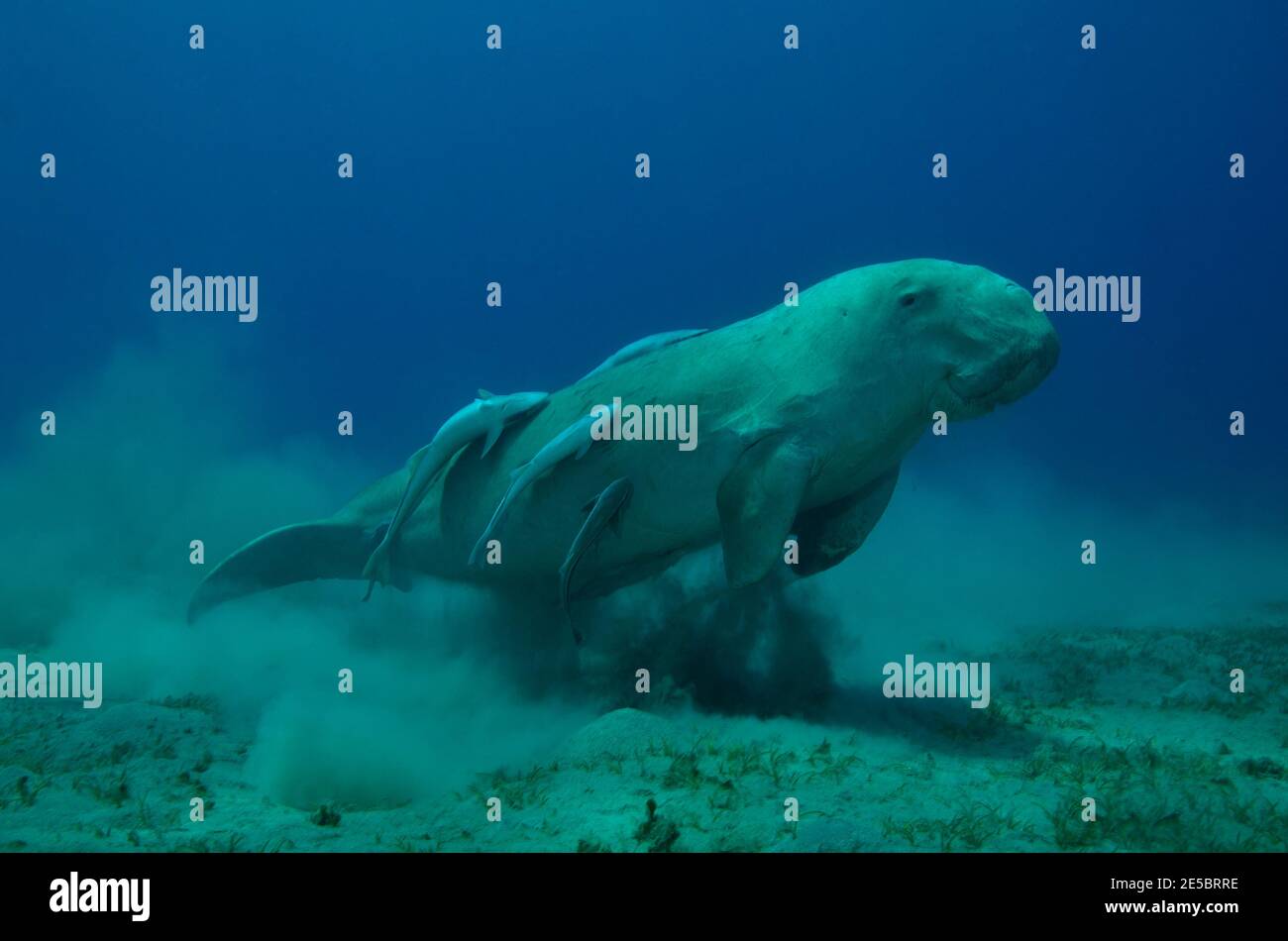 Dugong dugon, dugong, Gabelschwanzseekuh, Echeneis naucrates, remora, Gestreifter Schiffshalter, Coraya Beach, Rotes Meer, Ägitten, Mer Rouge, Egypte Banque D'Images