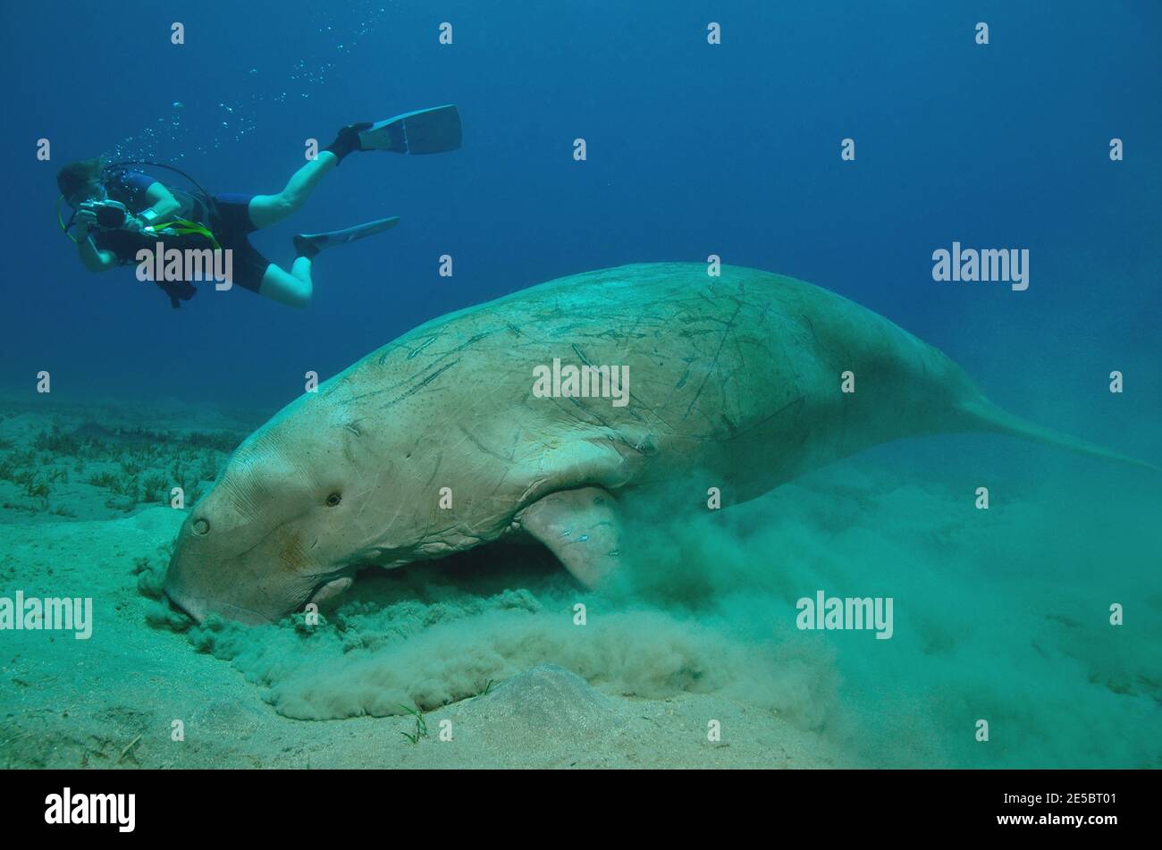 Dugong dugon, dugong, Gabelschwanzseekuh, Echeneis naucrates, remora, Gestreifter Schiffshalter, Coraya Beach, Rotes Meer, Ägitten, Mer Rouge, Egypte Banque D'Images