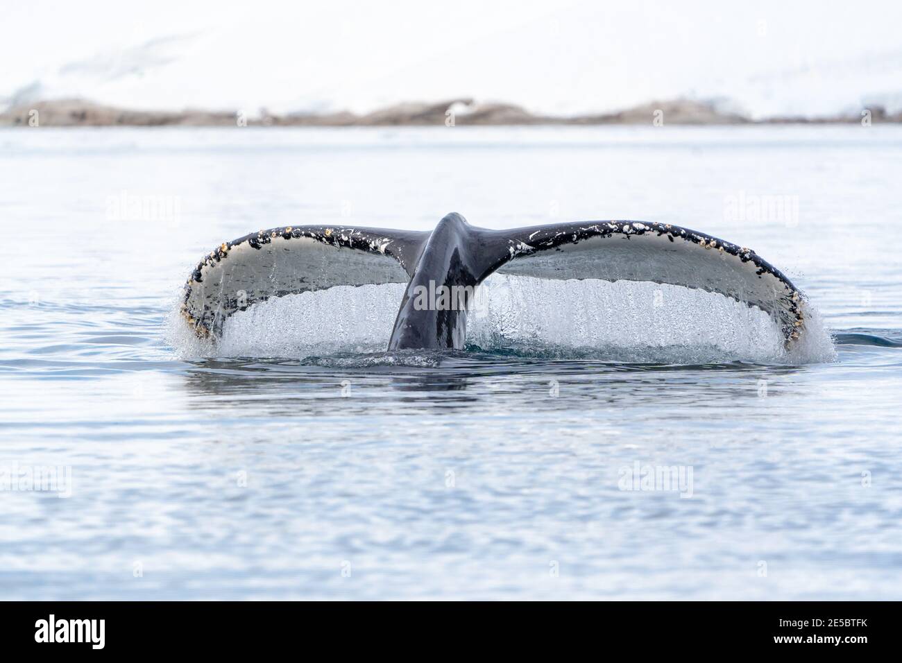 Une baleine à bosse plonge et de l'eau coule de son puissant queue Banque D'Images