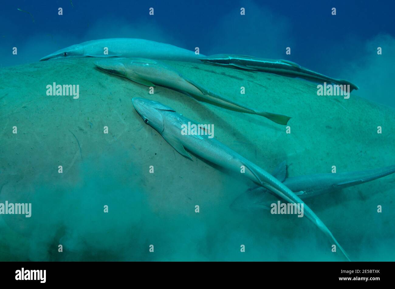 Dugong dugon, dugong, Gabelschwanzseekuh, Echeneis naucrates, remora, Gestreifter Schiffshalter, Coraya Beach, Rotes Meer, Ägitten, Mer Rouge, Egypte Banque D'Images