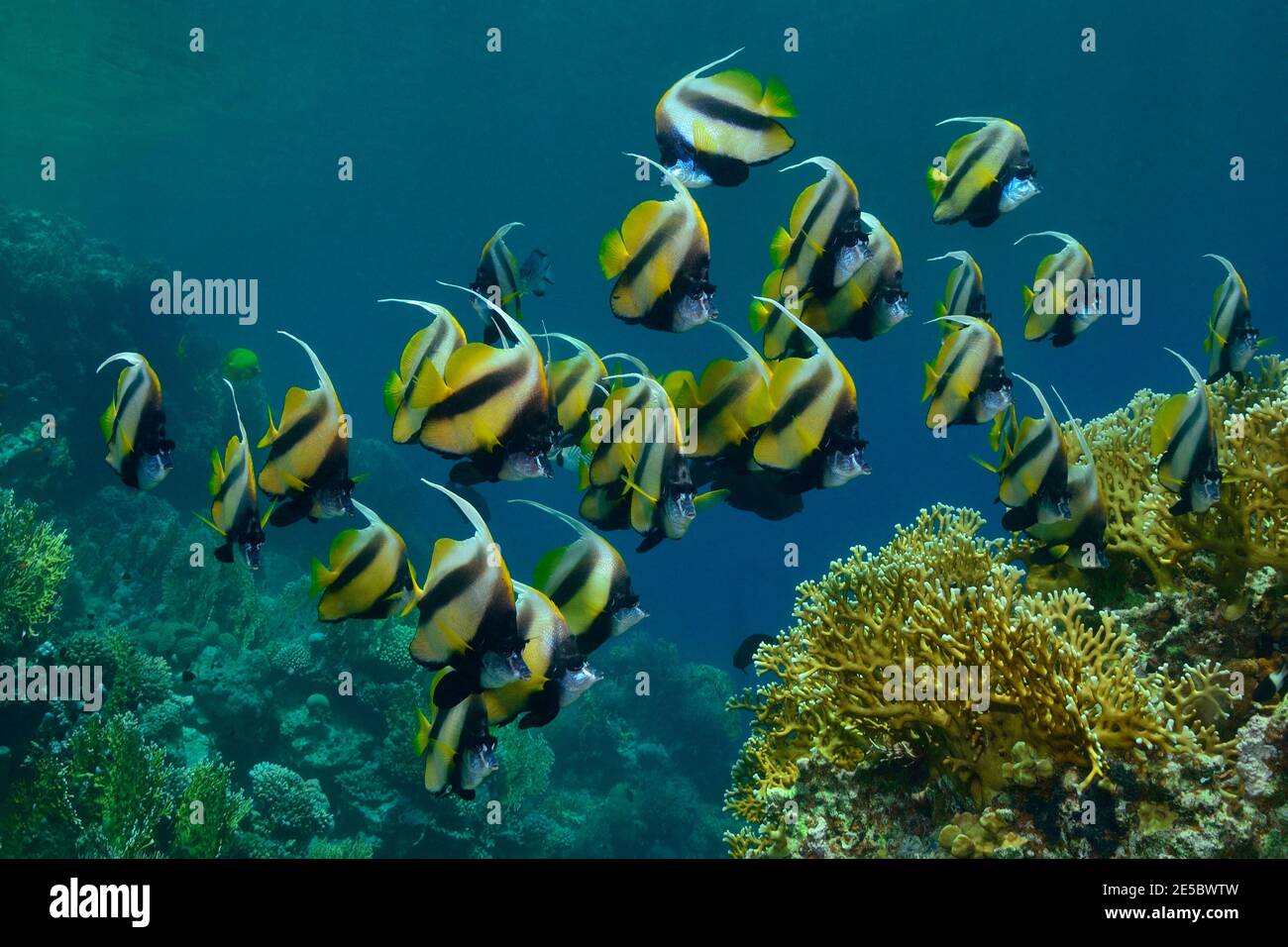 Heniochus intermedius, lannerfish de la mer Rouge, Rotmeer-Wimpelfisch, Coraya Beach, Rotes Meer, Ägitten, Mer Rouge, Egypte Banque D'Images