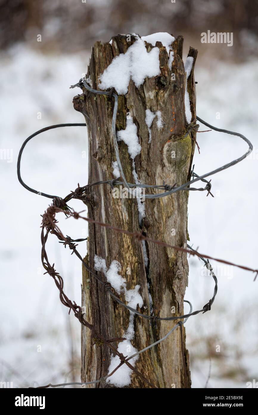 Fil barbelé enroulé autour d'un poteau de clôture en bois pourri dans la neige Banque D'Images