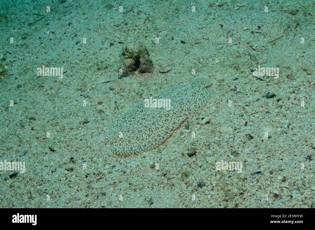 Pardachirus marmoratus, Sole de Moïse de mer rouge, Sole mouchetée, Sole sans finin, Moses-Seezunge, Coraya Beach, Rotes Meer, Ägitten, Mer Rouge, Egypte Banque D'Images