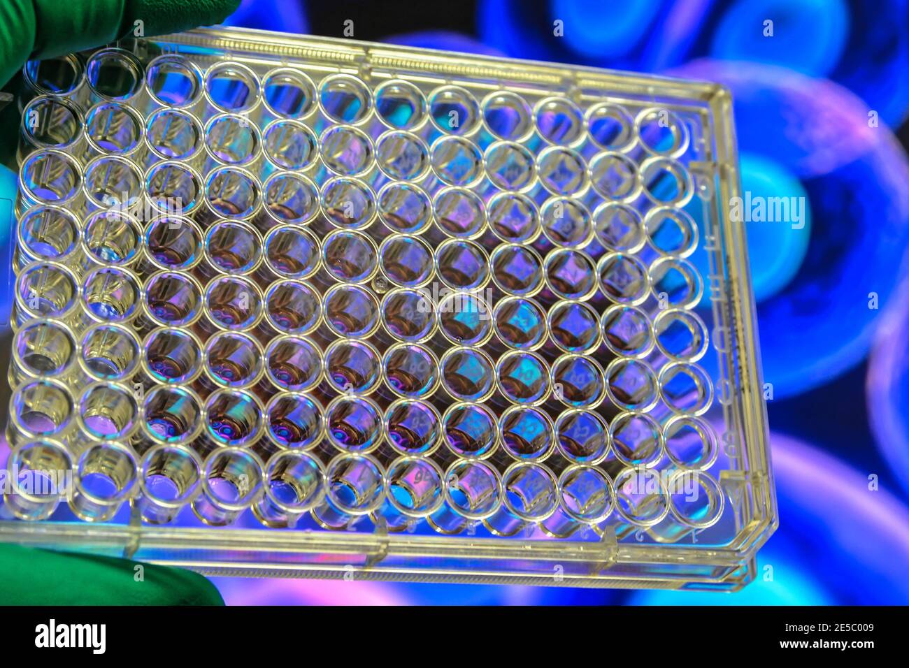 Recherche sur la culture cellulaire. Expériences biologiques scientifiques. Banque D'Images