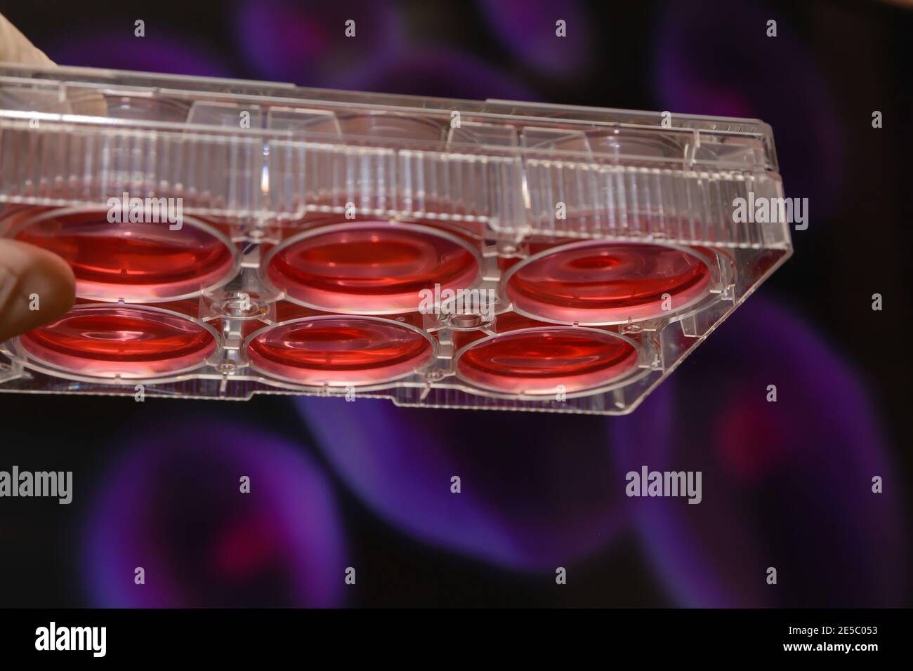 Recherche sur la culture cellulaire. Expériences biologiques scientifiques. Banque D'Images