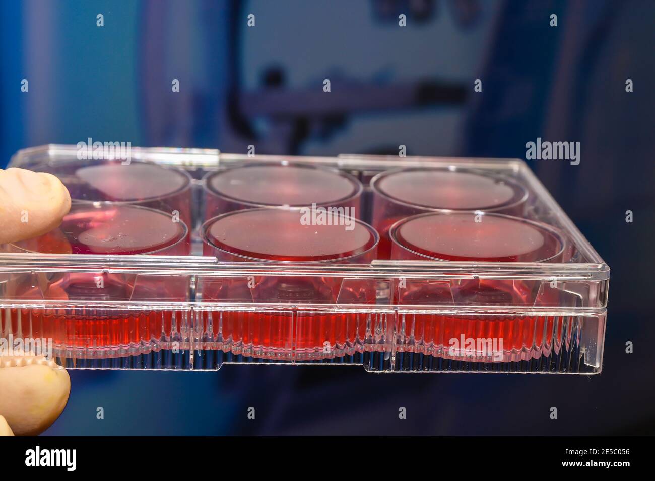 Recherche sur la culture cellulaire. Expériences biologiques scientifiques. Banque D'Images