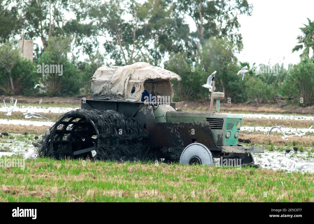 Tracteur labourant le champ de riz dans le Delta Banque D'Images