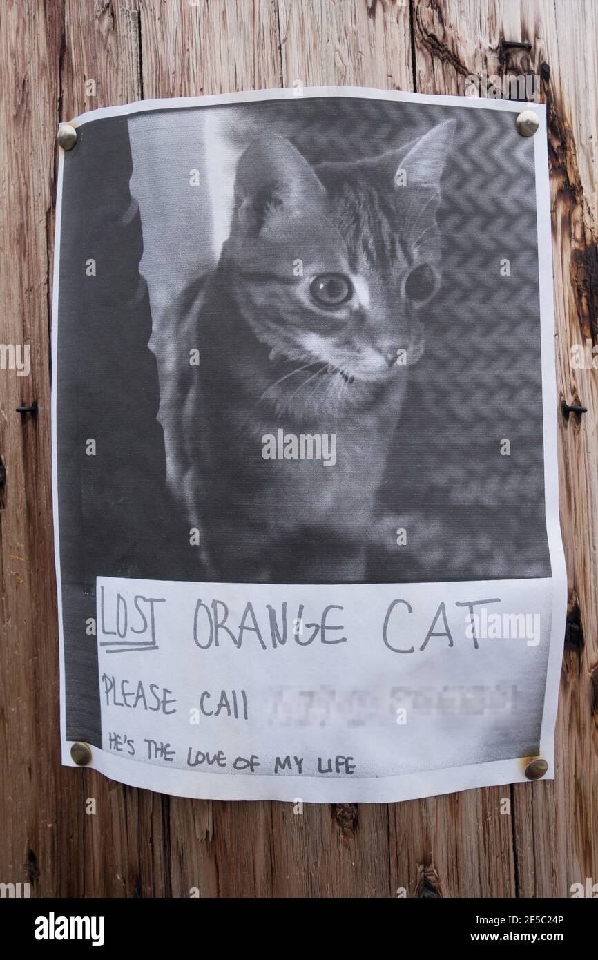 Un panneau de chat manquant avec une photo avec le message « il est l'Amour de ma vie » mis sur un poteau. Banque D'Images