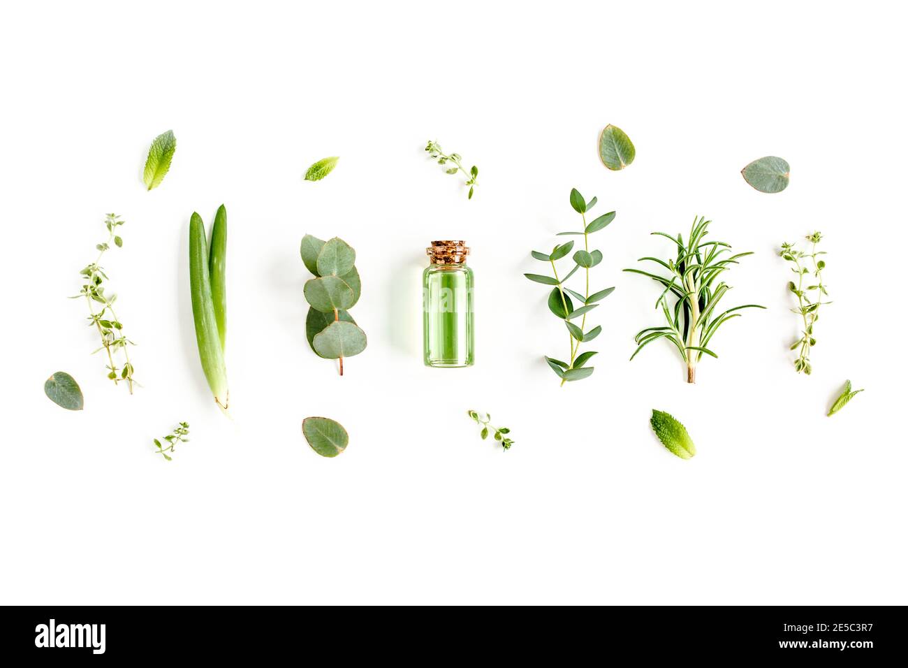 Huile essentielle et mélange d'herbes, branches vertes, feuilles d'eucalyptus, aloès Vera, romarin, thym sur fond blanc. Pose à plat. Vue de dessus. Banque D'Images