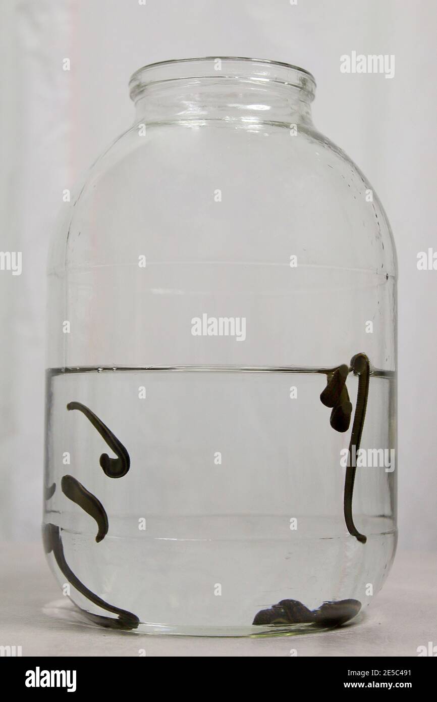 Hirudothérapie. Les sangsues médicale dans l'eau avant traitement Banque D'Images