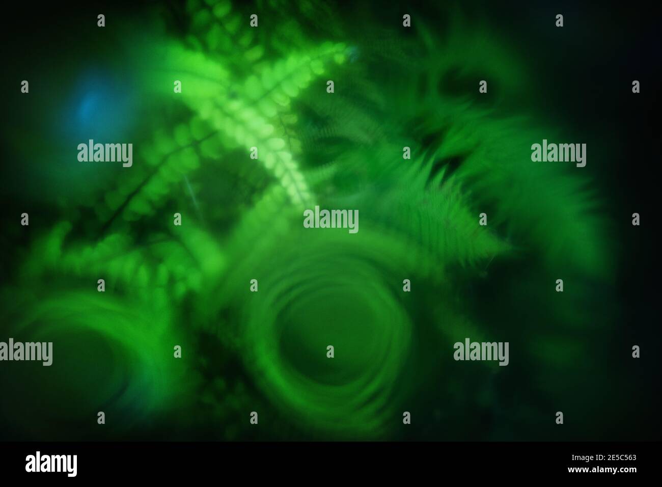 Vue sur les profondeurs d'une fontaine hantée, couverte d'une plaque de verre pour la protection, les gouttes de rosée, la fougères et la mousse vertes fraîches, les gouttes d'eau, mystique Banque D'Images