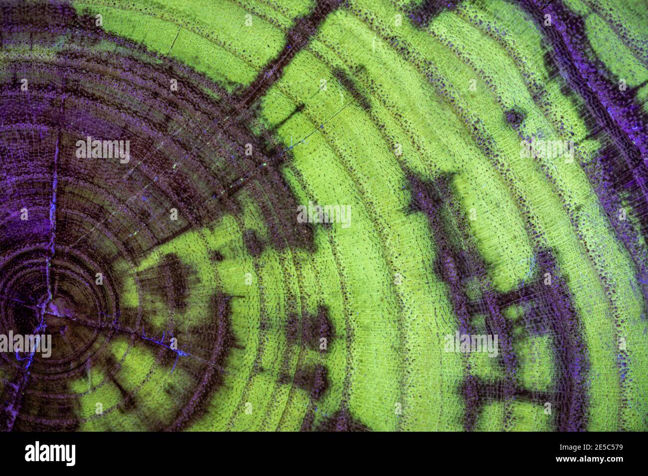 Le grain de bois de criquet noir sous la lumière UV, affichant une fluorescence verte caractéristique. Banque D'Images