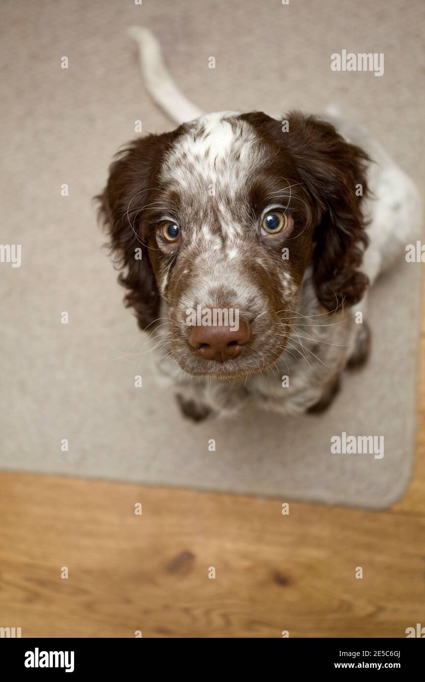 Cocker chiot épagneul regardant l'appareil photo Banque D'Images