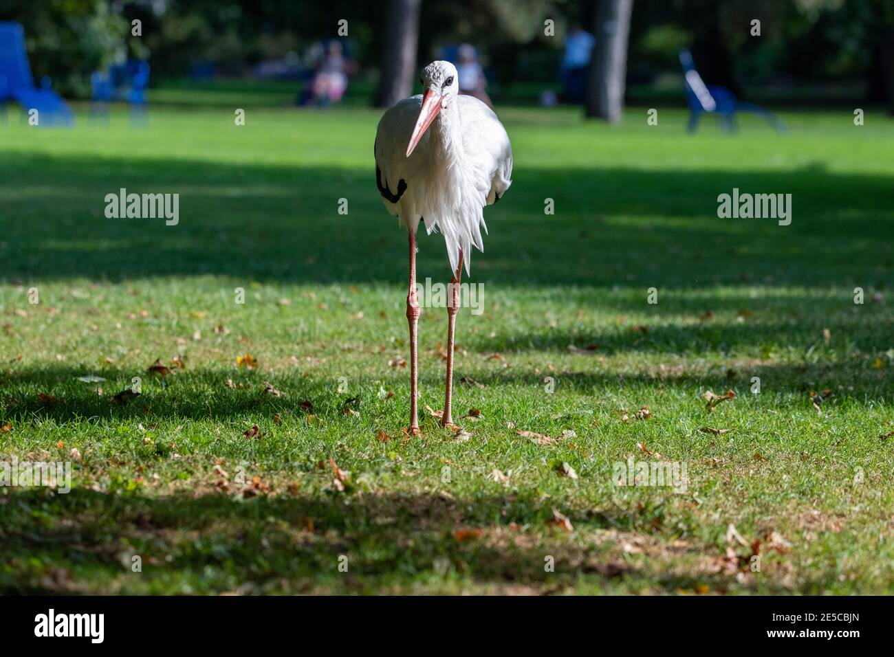 White Stork (Ciconia ciconia) debout dans un parc, regardant vers l'avant la caméra, offrant une vue frontale du Stork Banque D'Images