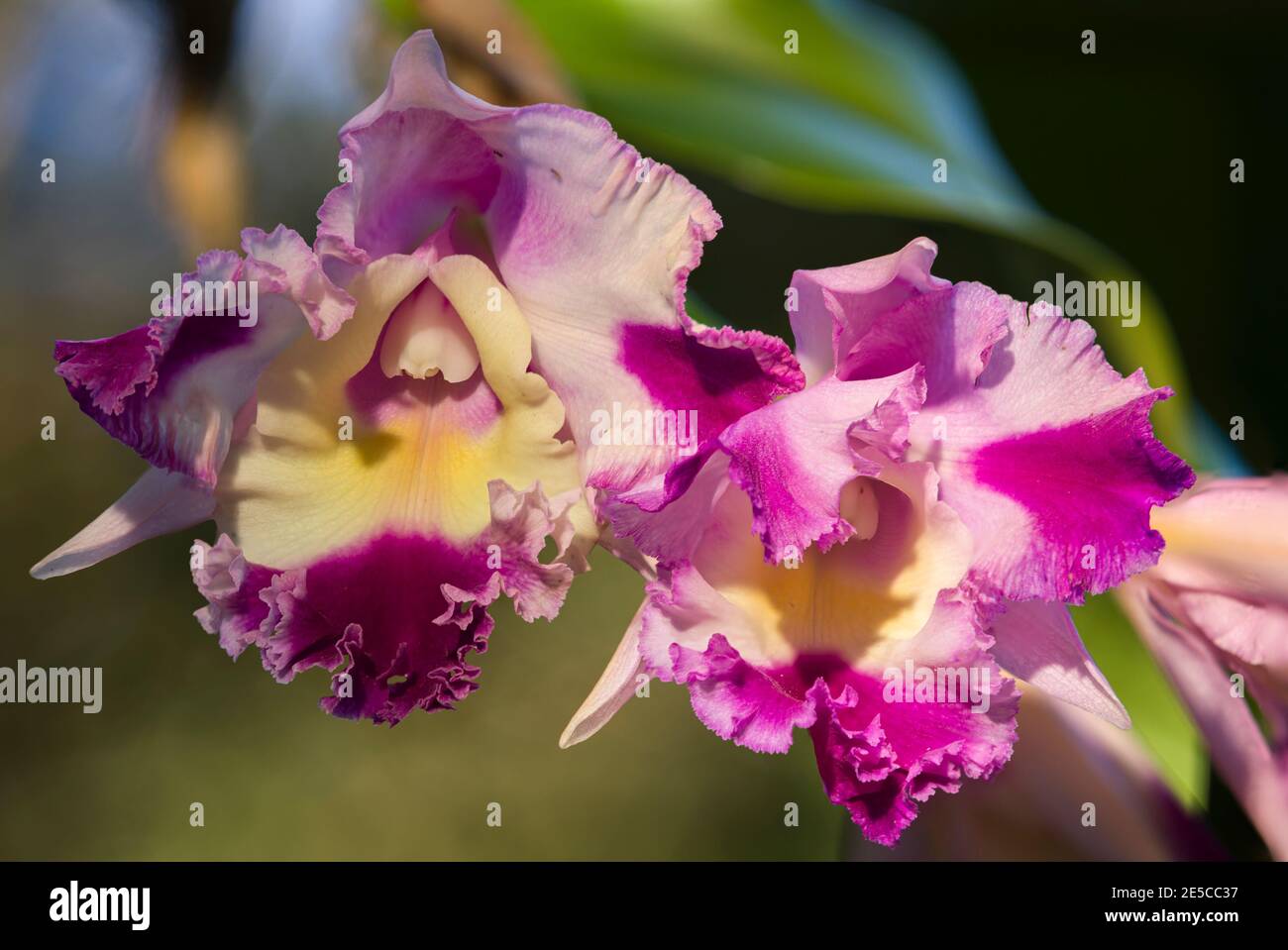 Les orchidées de Cattleya à Hawaï ont été photographiées et ont été prises en compte à l'aide de Focus Stacking pour maximiser la profondeur de champ. Banque D'Images