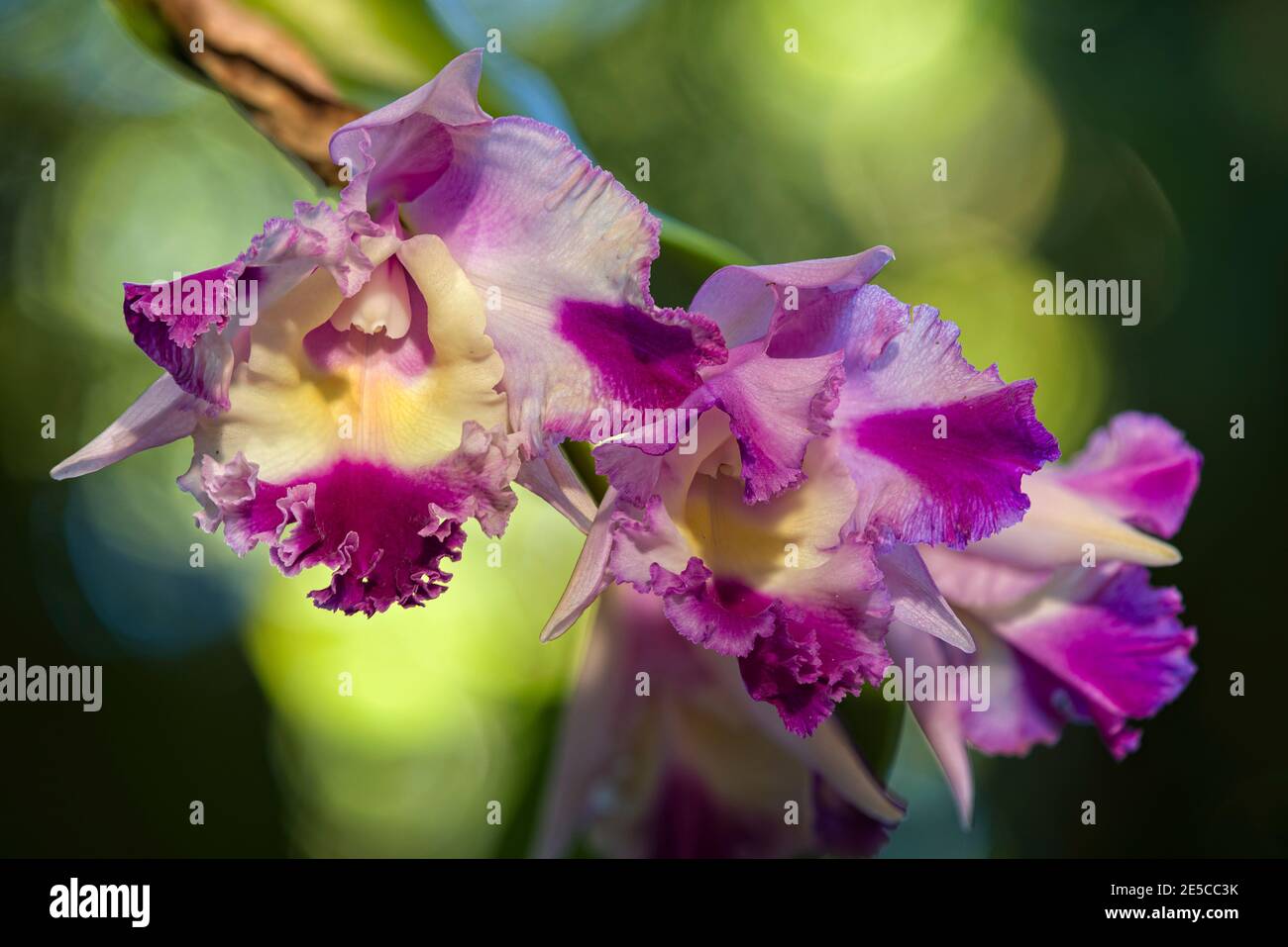 Les orchidées de Cattleya à Hawaï ont été photographiées et ont été prises en compte à l'aide de Focus Stacking pour maximiser la profondeur de champ. Banque D'Images