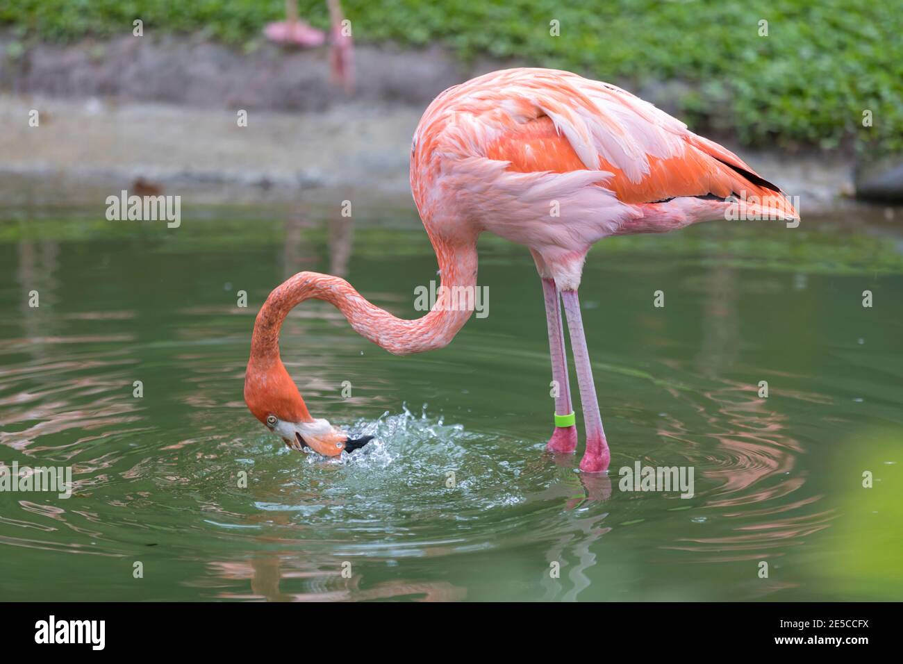 Un flamants roses dans un étang dans le jardin de Balata, Martinique Banque D'Images