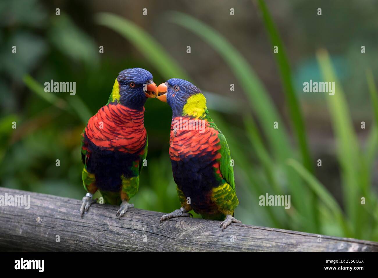 Deux Lorikeets arc-en-ciel baiser dans le jardin de Balata, Martinique Banque D'Images