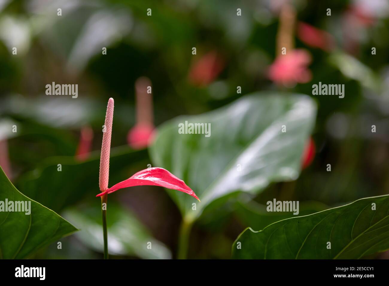 Gros plan d'un anthurium rouge (fleur de flamants roses) dans le jardin botanique Banque D'Images