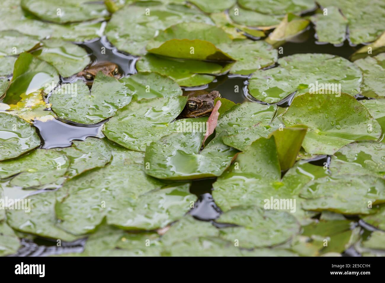 Les grenouilles sont visibles entre les coussins de nénuphars dans un étang de nénuphars. Banque D'Images