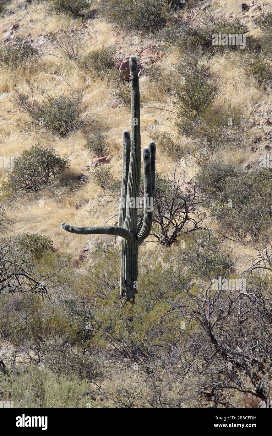 Cactus à pipe à un seul organe en Arizona Banque D'Images