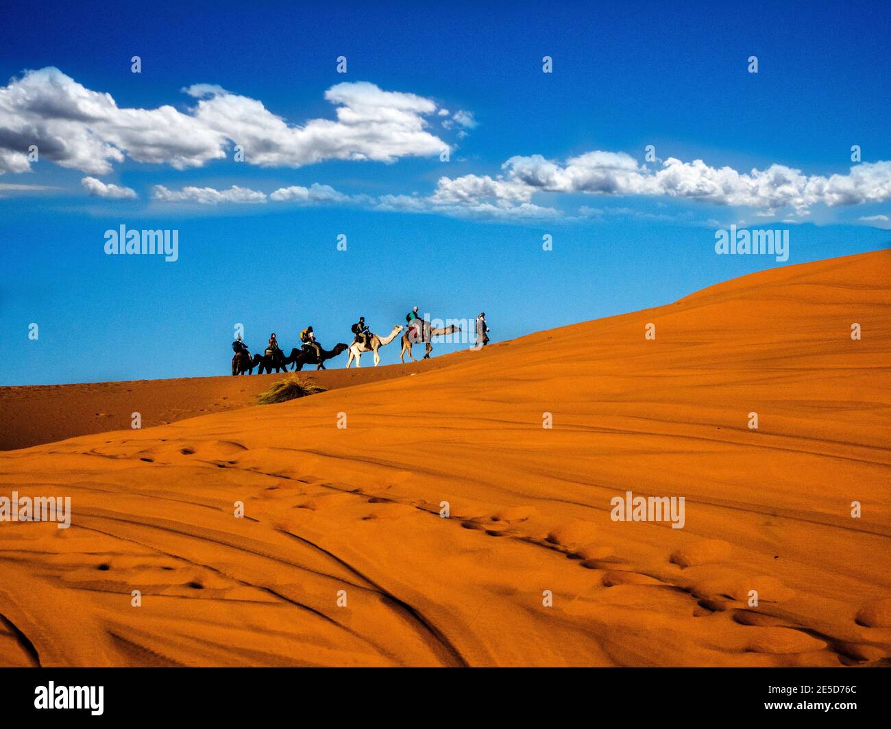 Train à dos de chameau à travers le désert du Sahara, au Maroc Banque D'Images