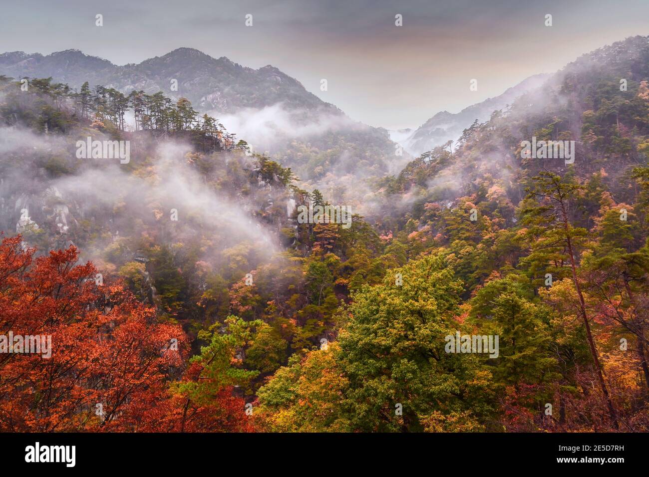 Paysage forestier de montagne et d'automne dans la brume, Yamanashi, Japon Banque D'Images