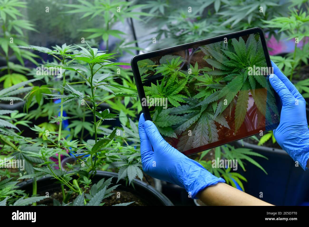 Personne photographiant des plantes de cannabis sur un comprimé numérique dans une serre, Thaïlande Banque D'Images