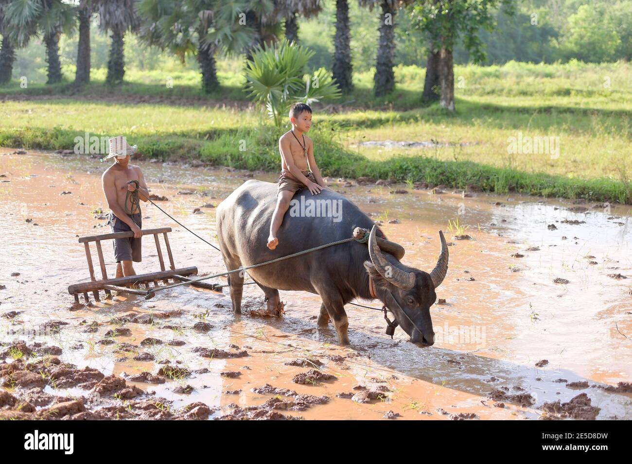 Fermier et son fils labourant un champ de riz inondé avec un bison, en Thaïlande Banque D'Images