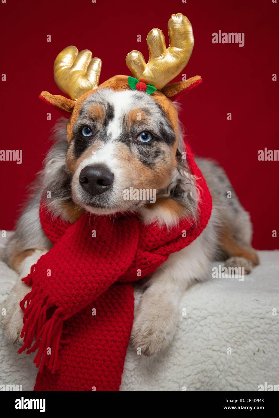 Portrait d'un chien Berger australien portant un foulard et bois Banque D'Images