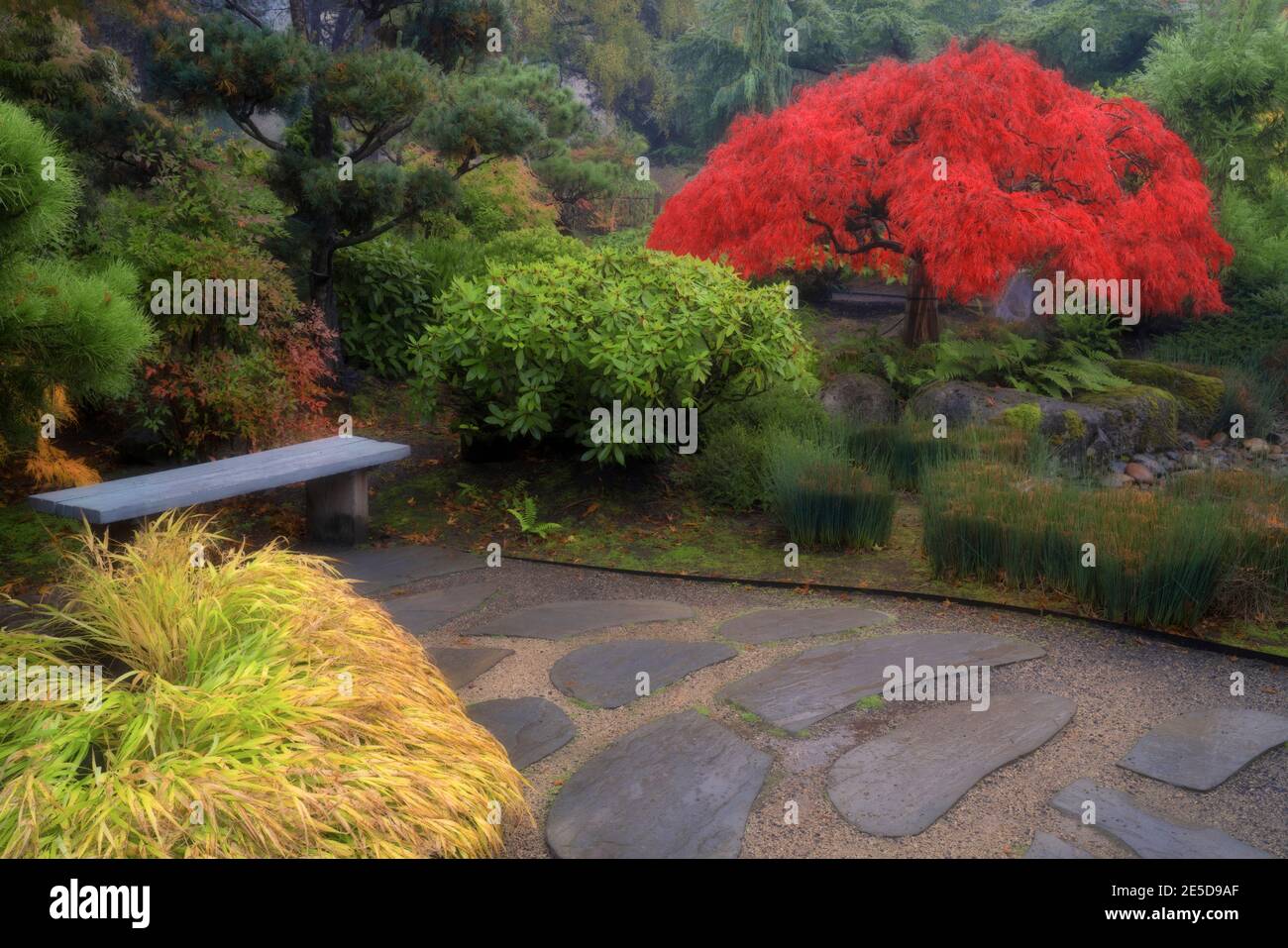 Couleurs d'automne éclatantes parmi les arbres du jardin japonais de l'île Tsuru à Gresham, Oregon. Banque D'Images