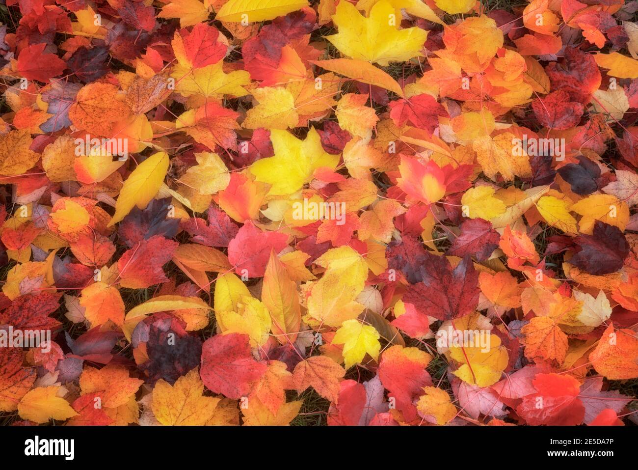 Palette brillante de couleurs d'automne au main City Park à Gresham, Oregon. Banque D'Images