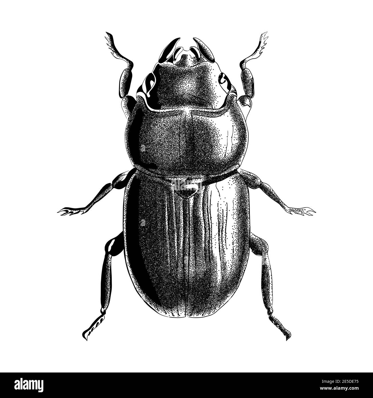 Illustration de bogue gravée. Vecteur d'esquisse de scarabée en crépi. Concept de tatouage. Illustration de Vecteur