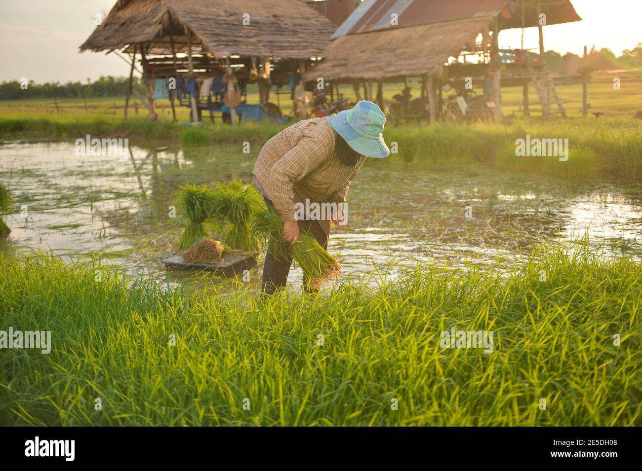 Agriculteur plantant des plants de riz dans un champ de paddy, Thaïlande Banque D'Images