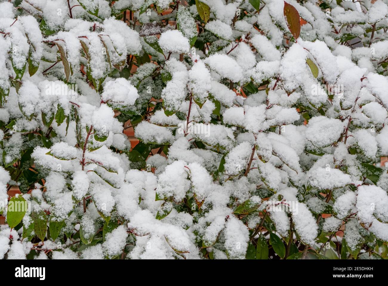 Accumulation de neige sur les branches et les feuilles Banque D'Images