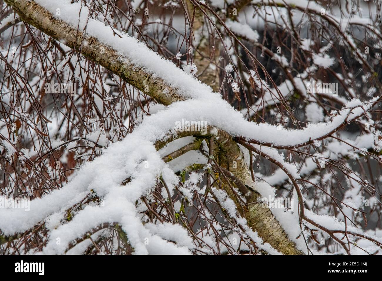 Accumulation de neige sur les branches et les feuilles Banque D'Images