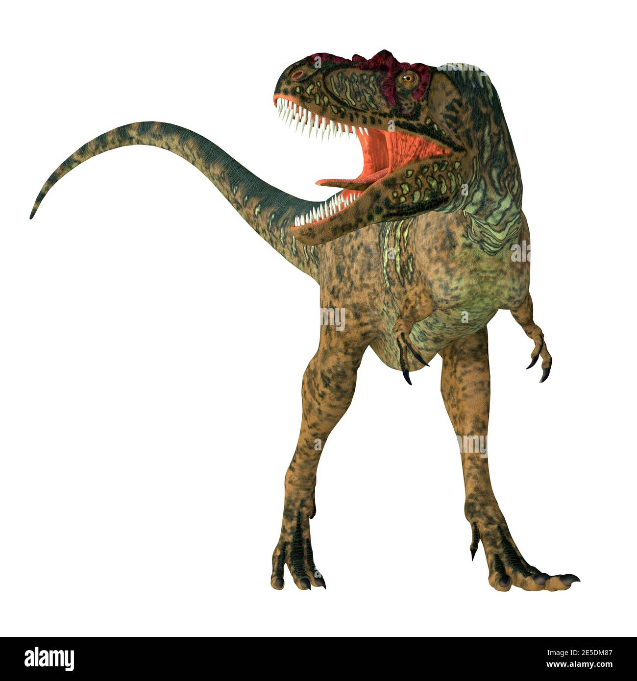 Albertosaurus était un dinosaure théropode carnivore qui vivait en Amérique du Nord pendant la période du Crétacé. Banque D'Images